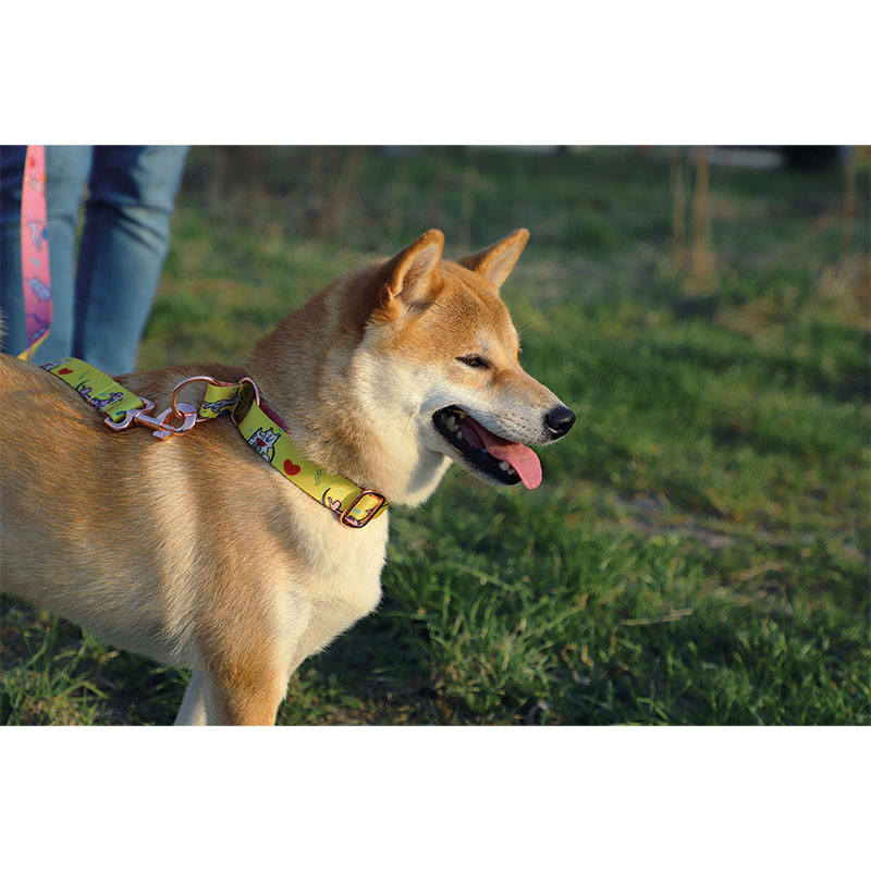 Collier pour chien – avec impression
