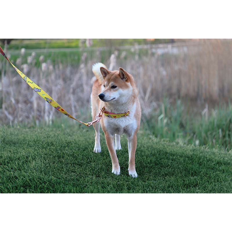 Collier pour chien – avec impression