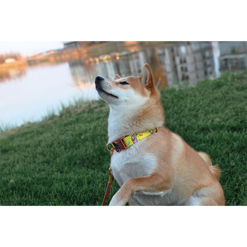 Collier pour chien – avec impression
